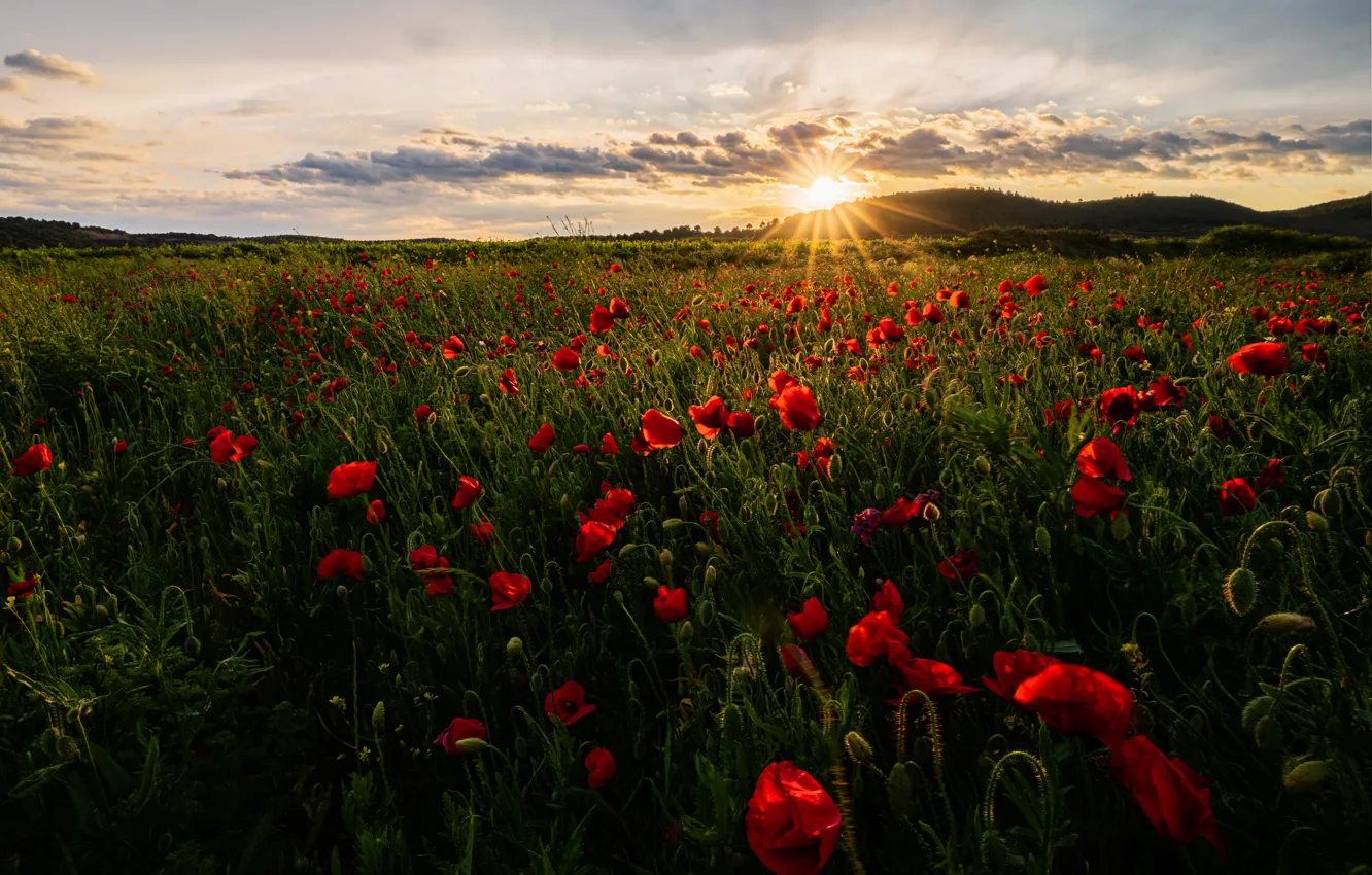 Photo wallpaper field, summer, the sun, light, sunset, flowers, red, Maki