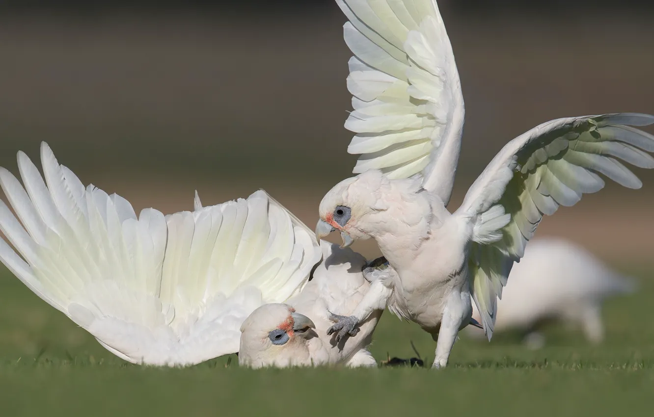 Photo wallpaper nature, bird, fight, parrot