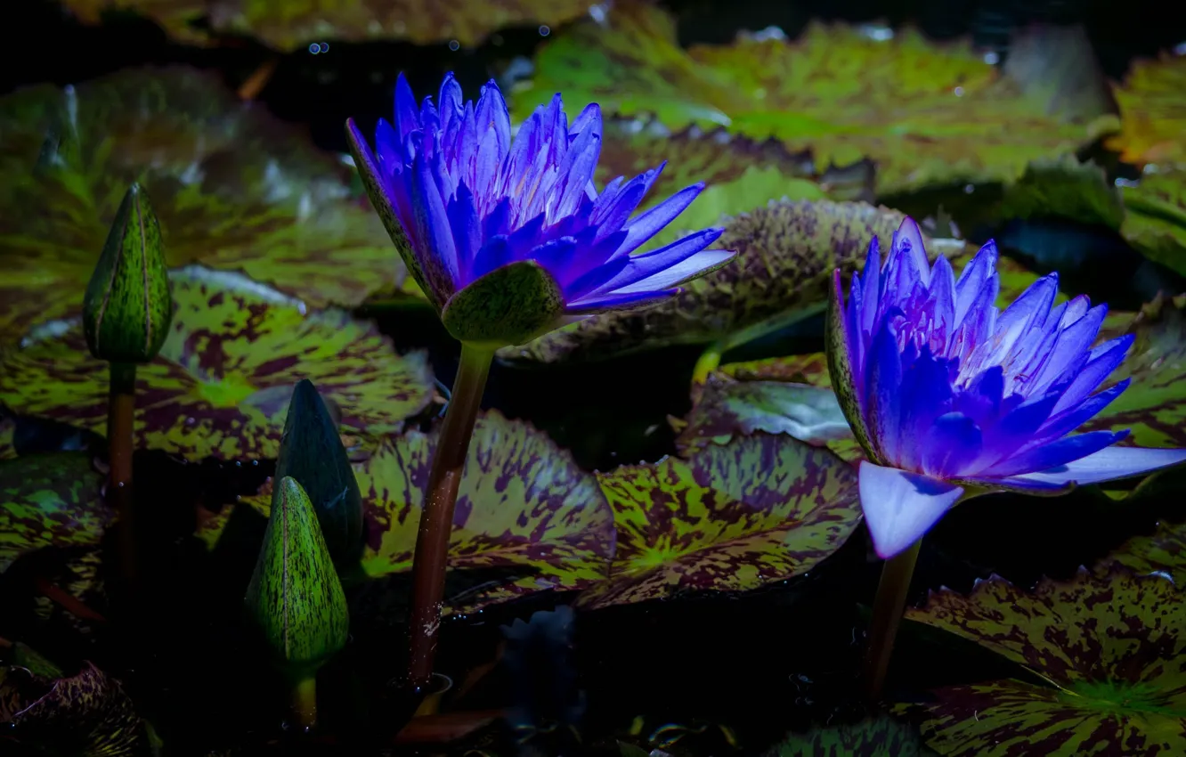 Photo wallpaper leaves, blue, pond, the dark background, bright, two, Duo, buds