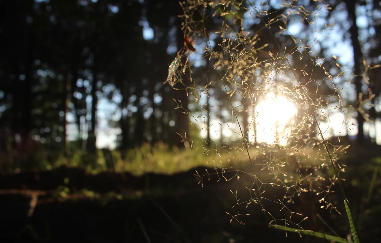 Photo wallpaper the sun, life, shadow, seeds