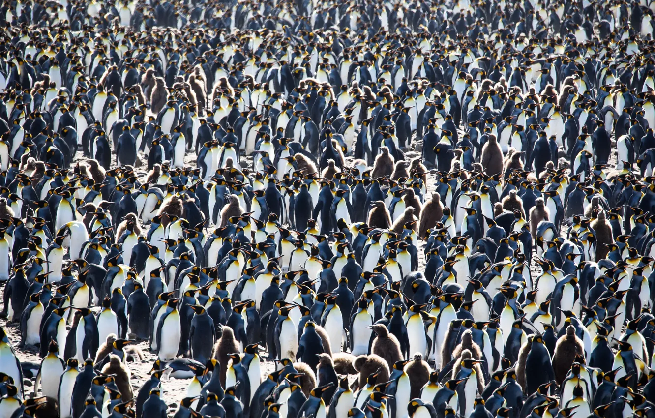 Photo wallpaper nature, background, penguins, South Georgia and the South Sandwich Islands