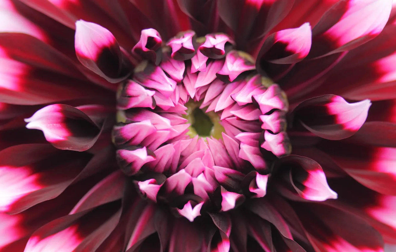 Photo wallpaper macro, flowers, petals, Burgundy, dahlias
