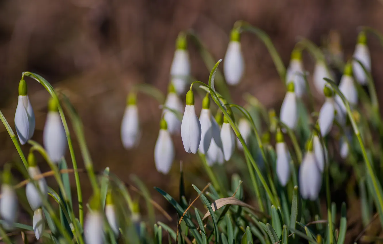 Photo wallpaper flowers, macro, nature, spring, snowdrops