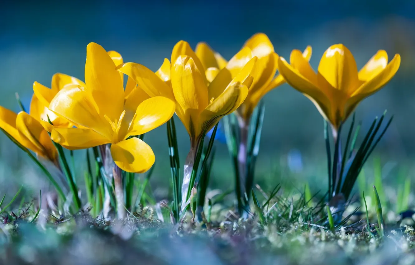 Photo wallpaper light, spring, crocuses, flowering