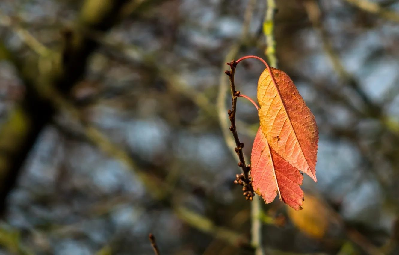 Photo wallpaper autumn, leaves, macro, branches