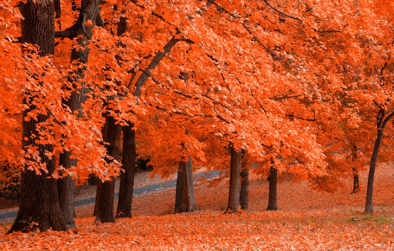 Photo wallpaper autumn, leaves, Park, orange, Fresh Squeezed