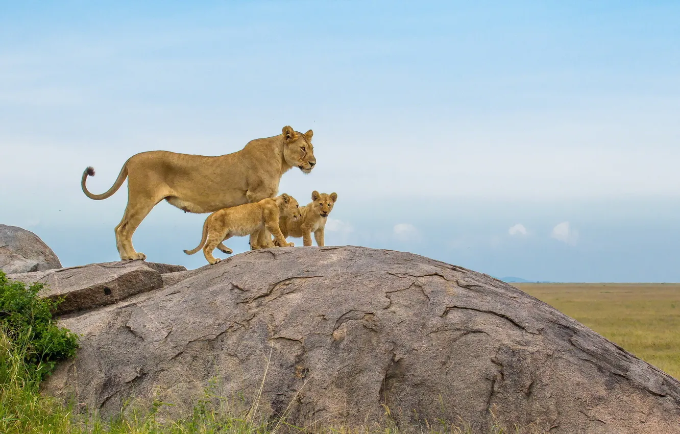Photo wallpaper Africa, Lions, big cats