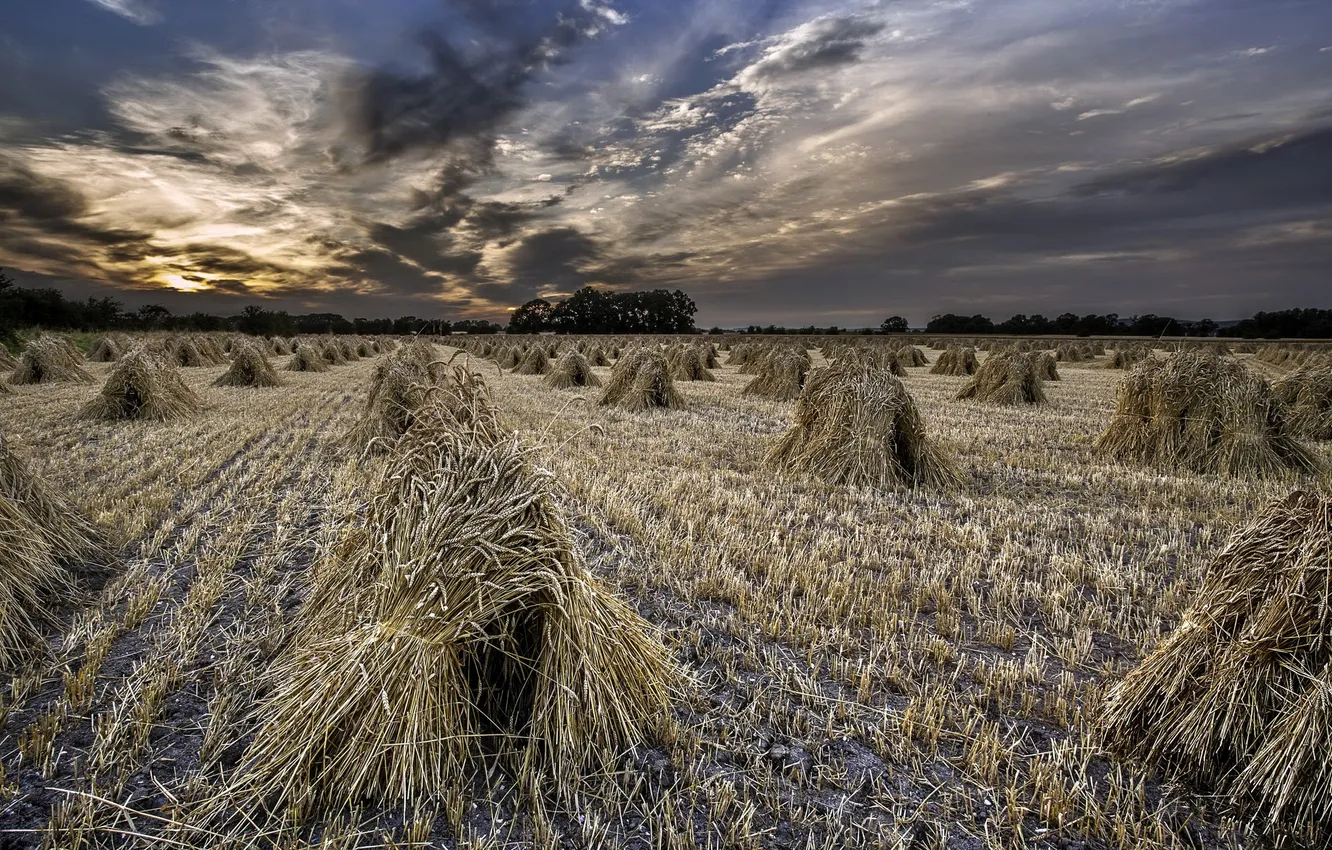 Photo wallpaper field, landscape, sunset, ears