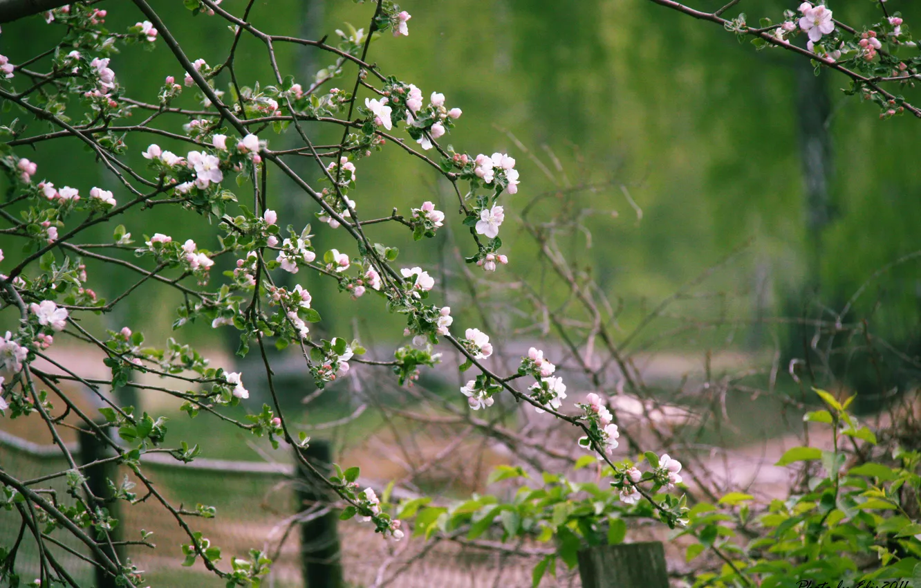 Photo wallpaper flowers, spring, Apple