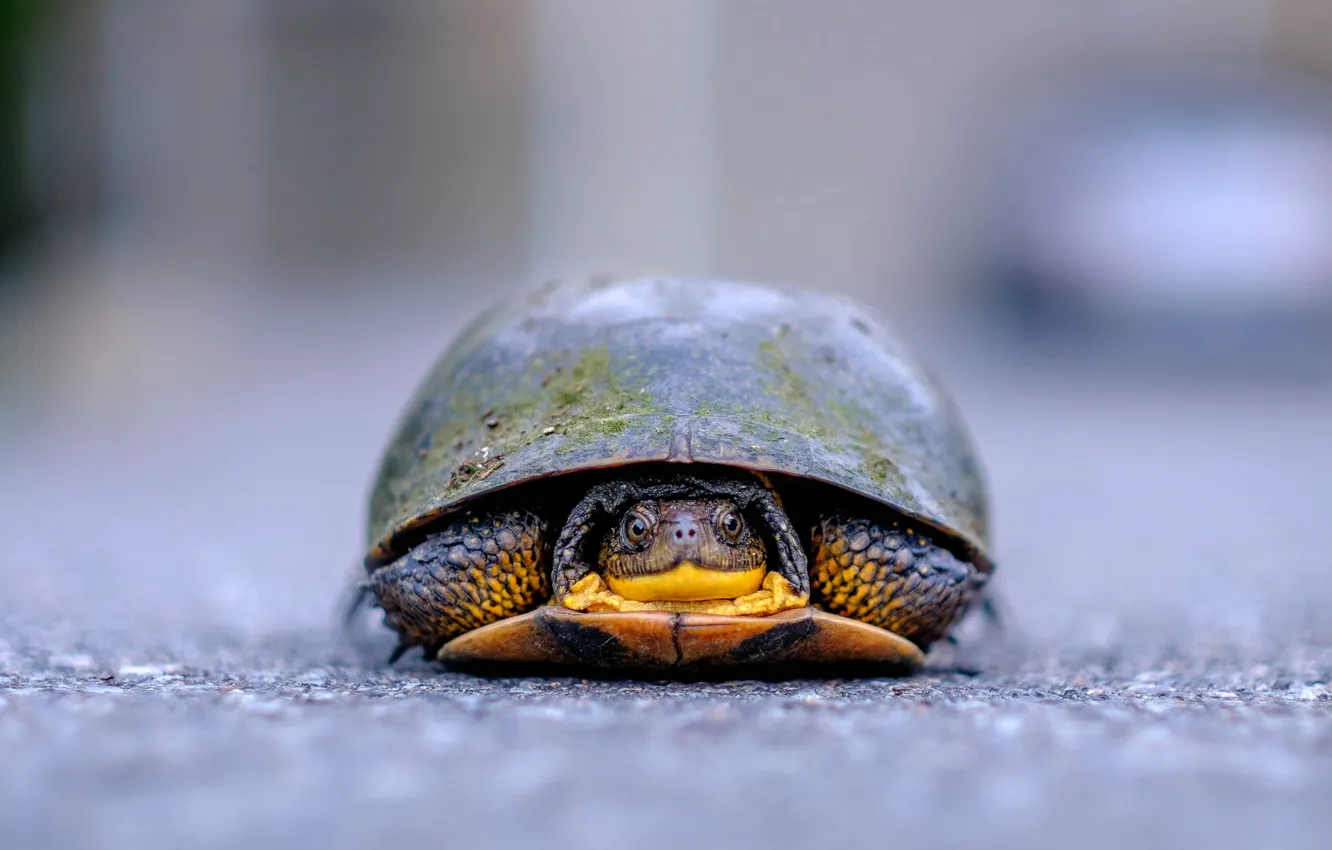 Photo wallpaper nature, background, turtle