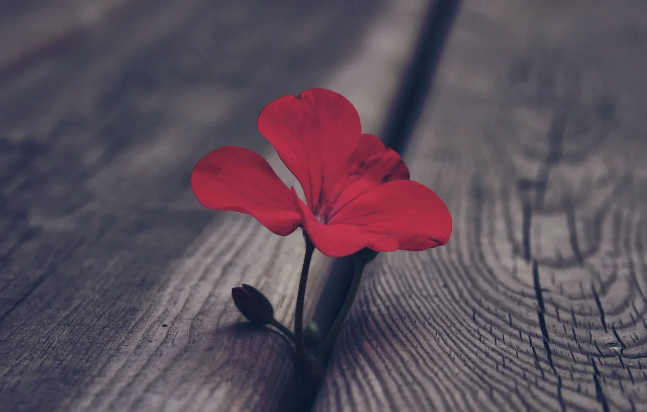 Photo wallpaper flower, macro, red, Board, Bud, geranium