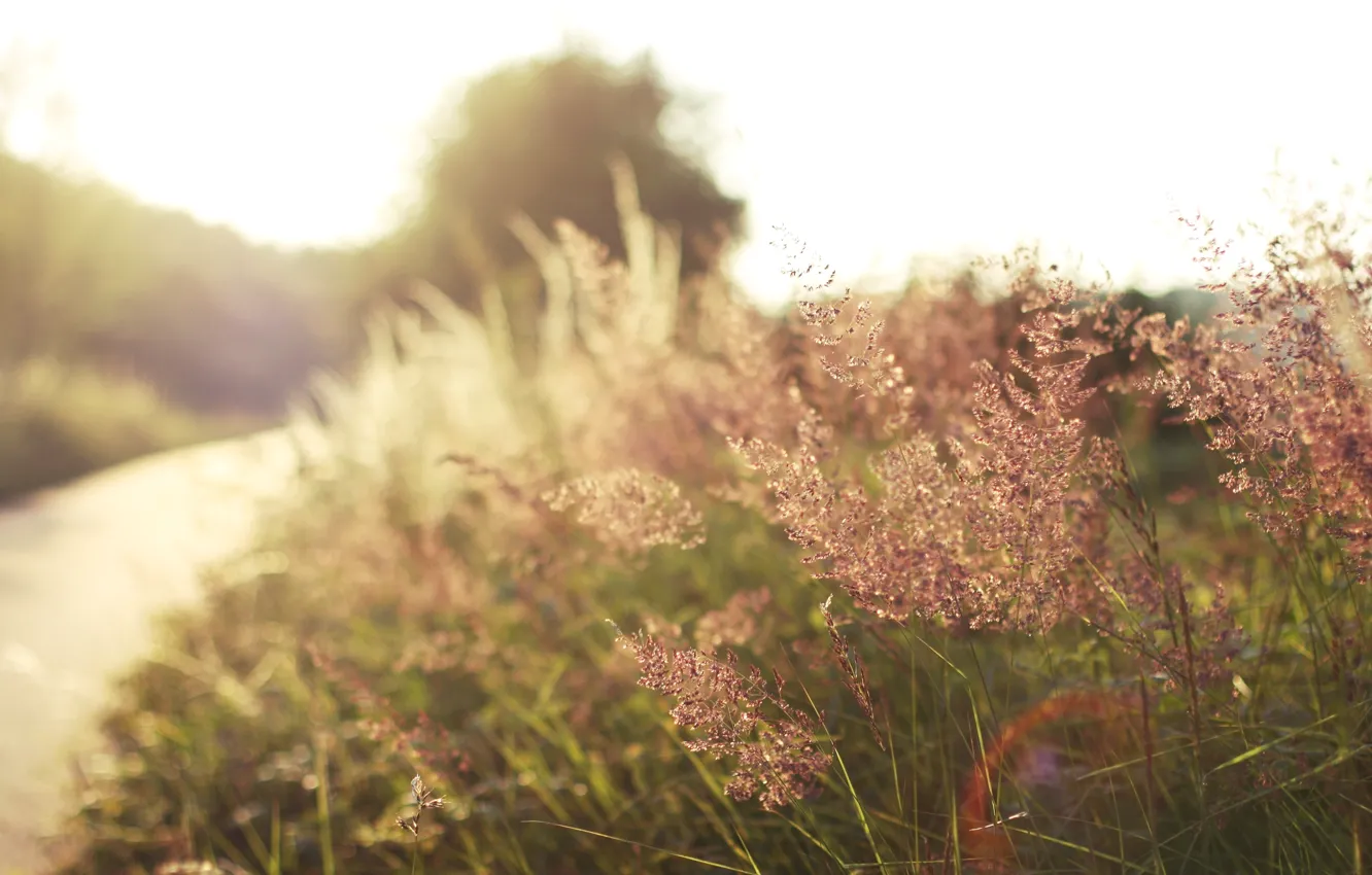 Photo wallpaper road, grass, the sun