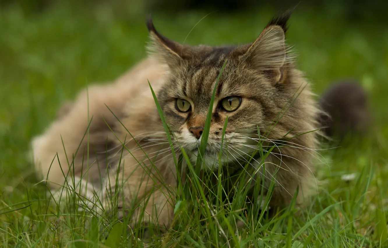 Photo wallpaper cat, summer, grass, cat, look, face, nature, grey