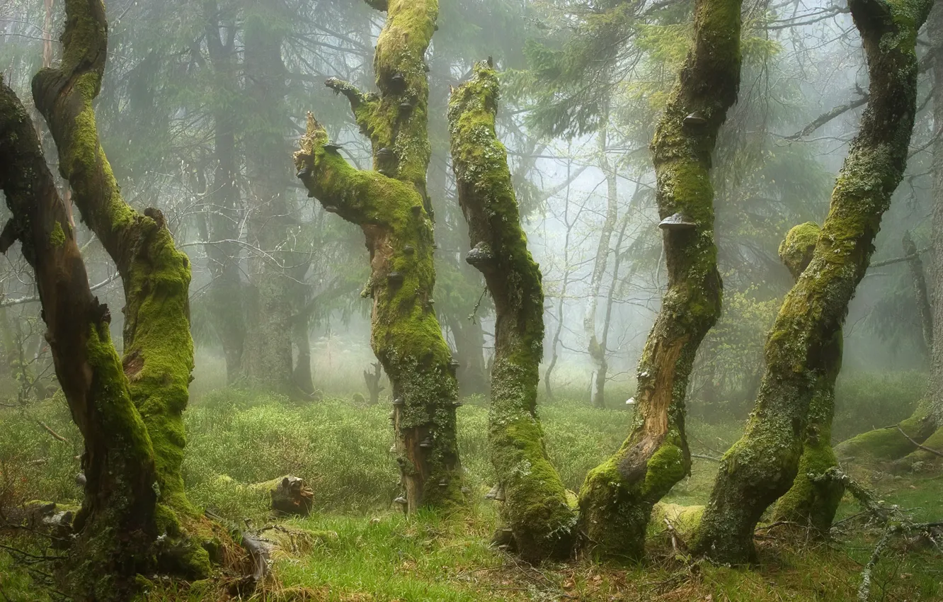 Photo wallpaper forest, nature, fog
