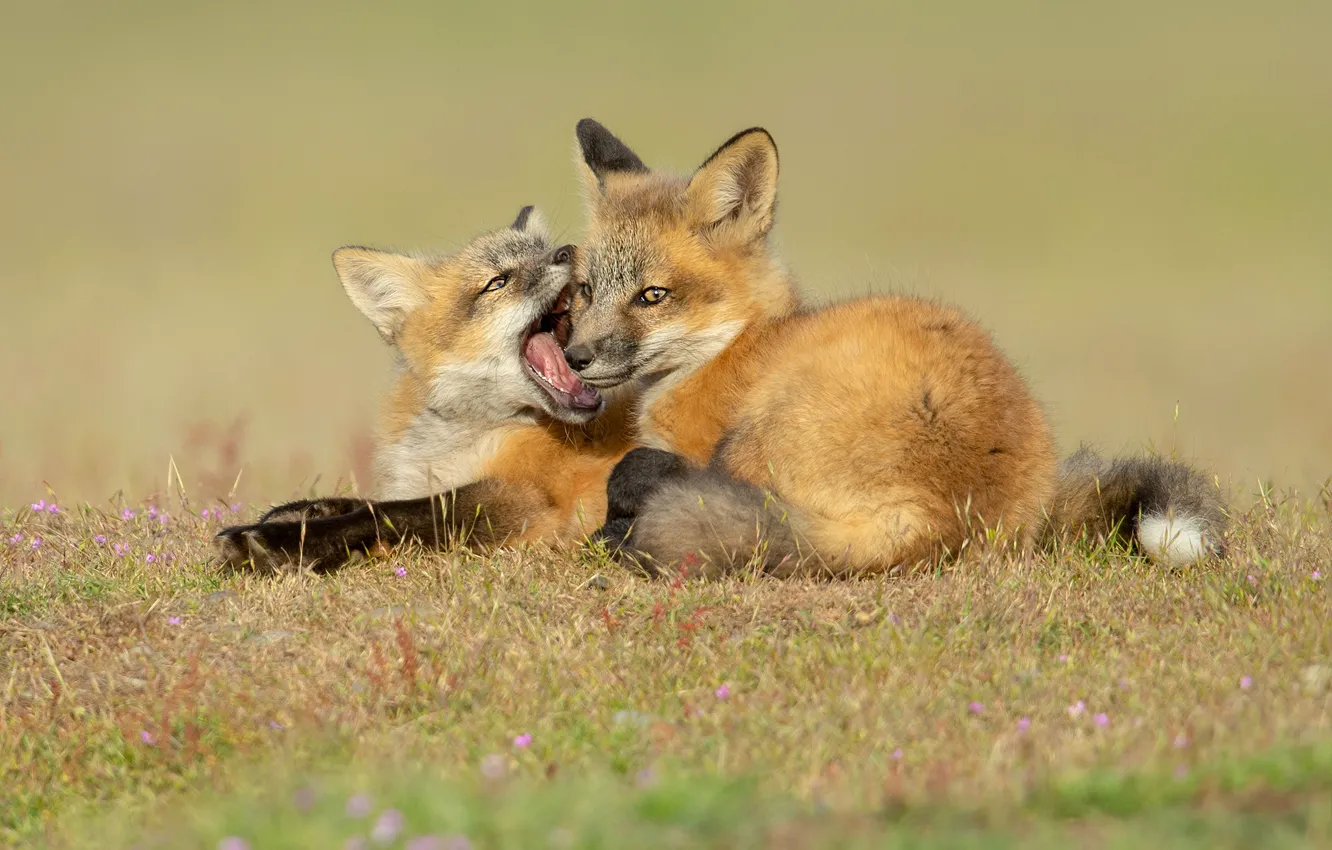 Photo wallpaper grass, background, glade, the game, bite, mouth, pair, Fox