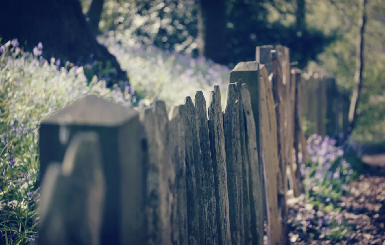 Photo wallpaper macro, flowers, background, widescreen, Wallpaper, Board, the fence, fence