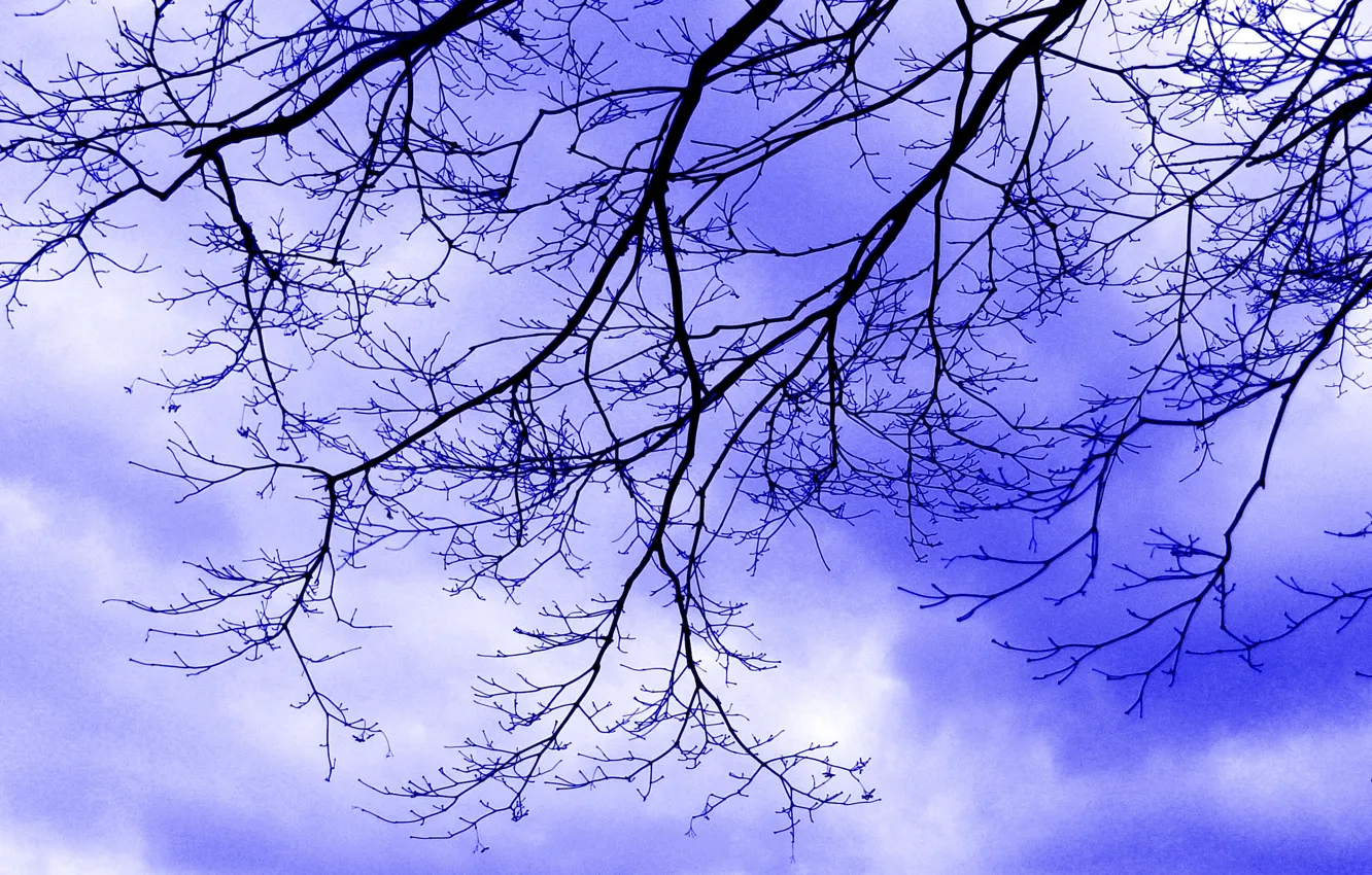 Photo wallpaper the sky, clouds, branches, clouds