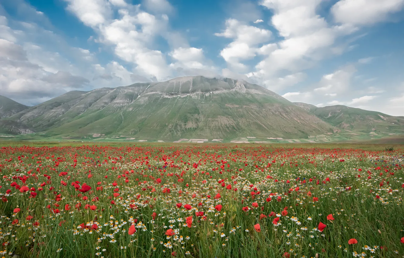Photo wallpaper field, summer, the sky, flowers, nature, view, Maki, dal