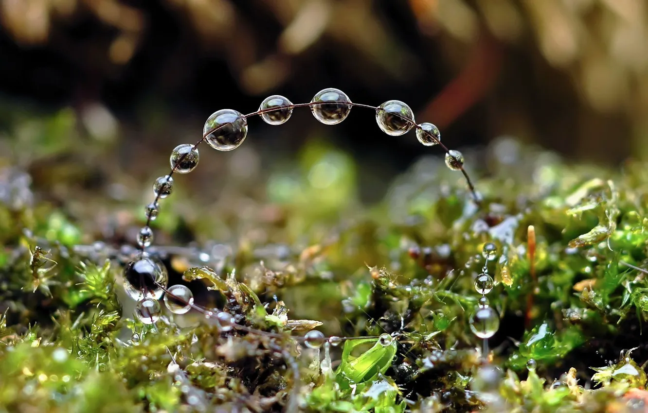 Photo wallpaper grass, water, drops, nature, round