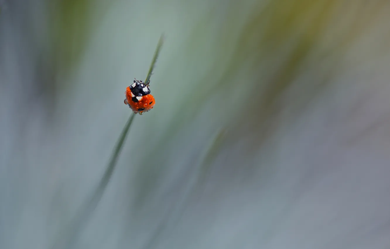Photo wallpaper grass, drops, Rosa, ladybug, insect