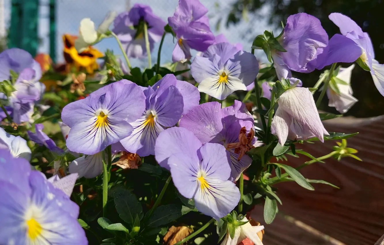 Photo wallpaper flowers, Pansy, spring 2024