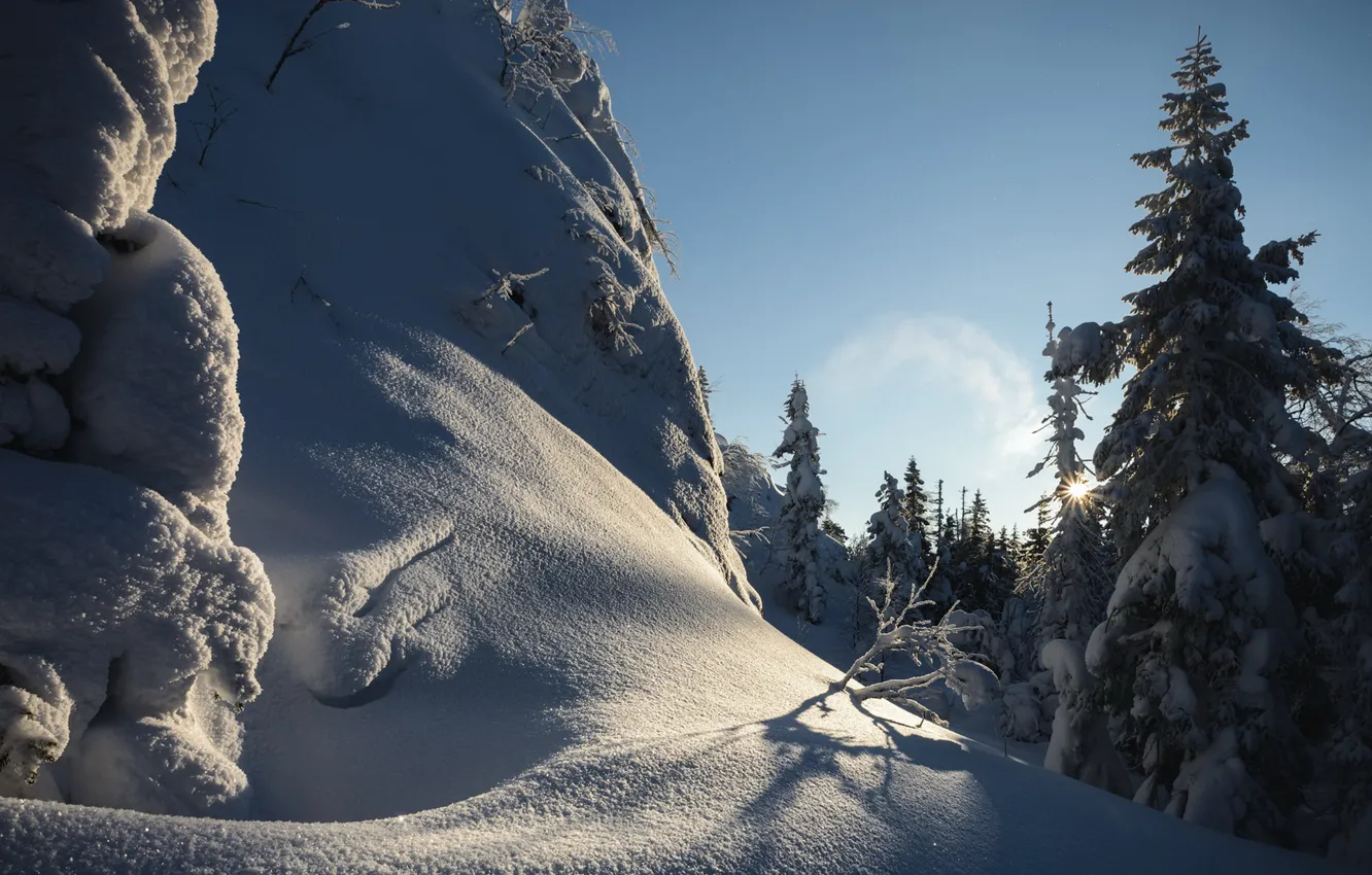 Photo wallpaper winter, forest, the sun, light, snow, branches, rocks, shadow