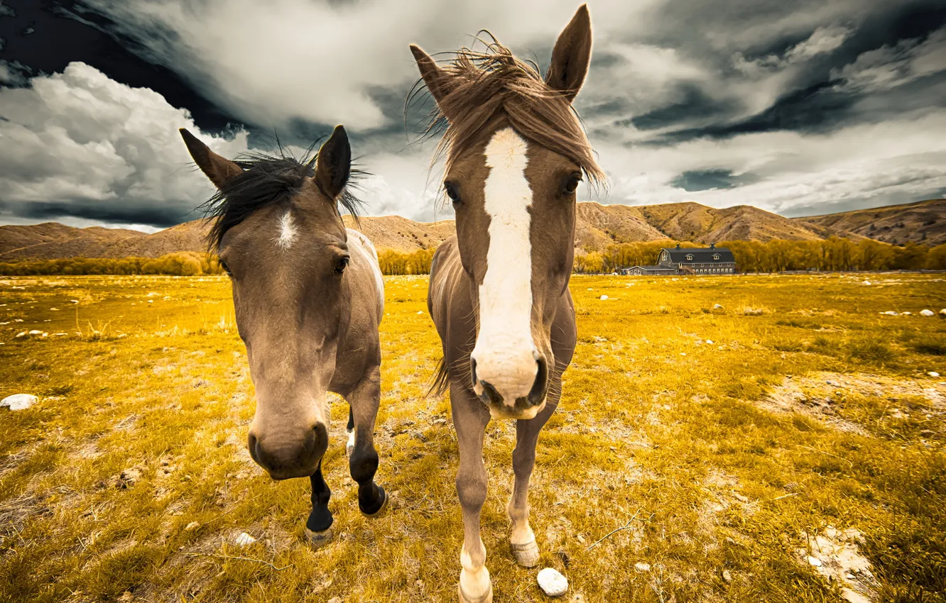 Photo wallpaper summer, nature, horse