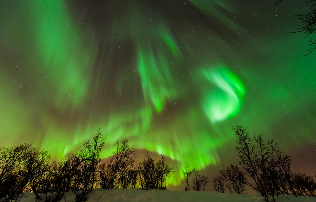 Photo wallpaper winter, the sky, stars, snow, night, lights, the bushes