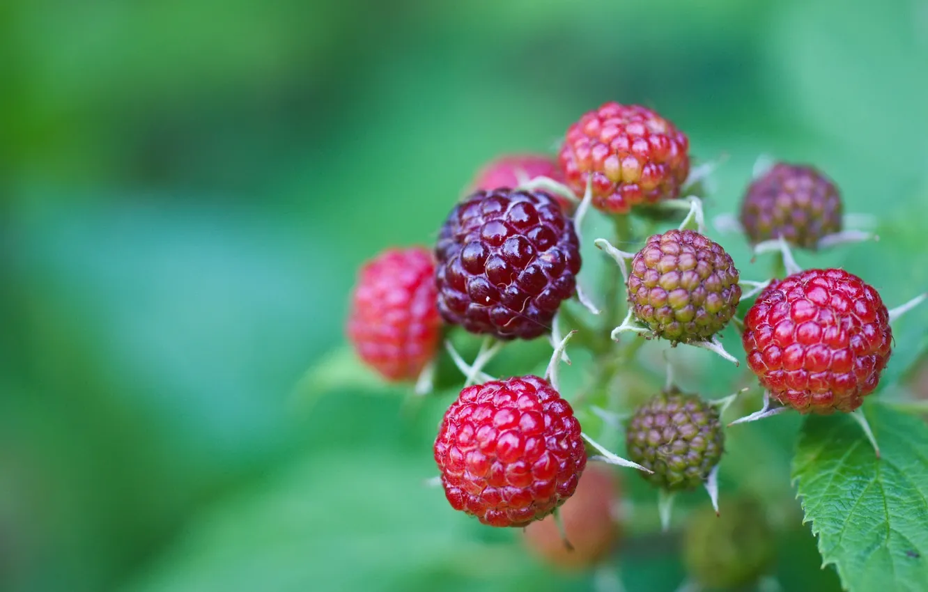 Photo wallpaper berries, forest, Wild Berries