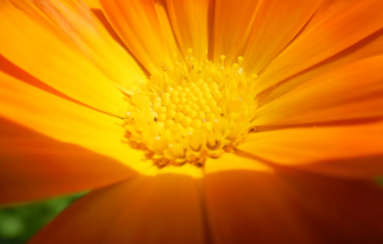 Photo wallpaper flower, yellow, beautiful, closeup.