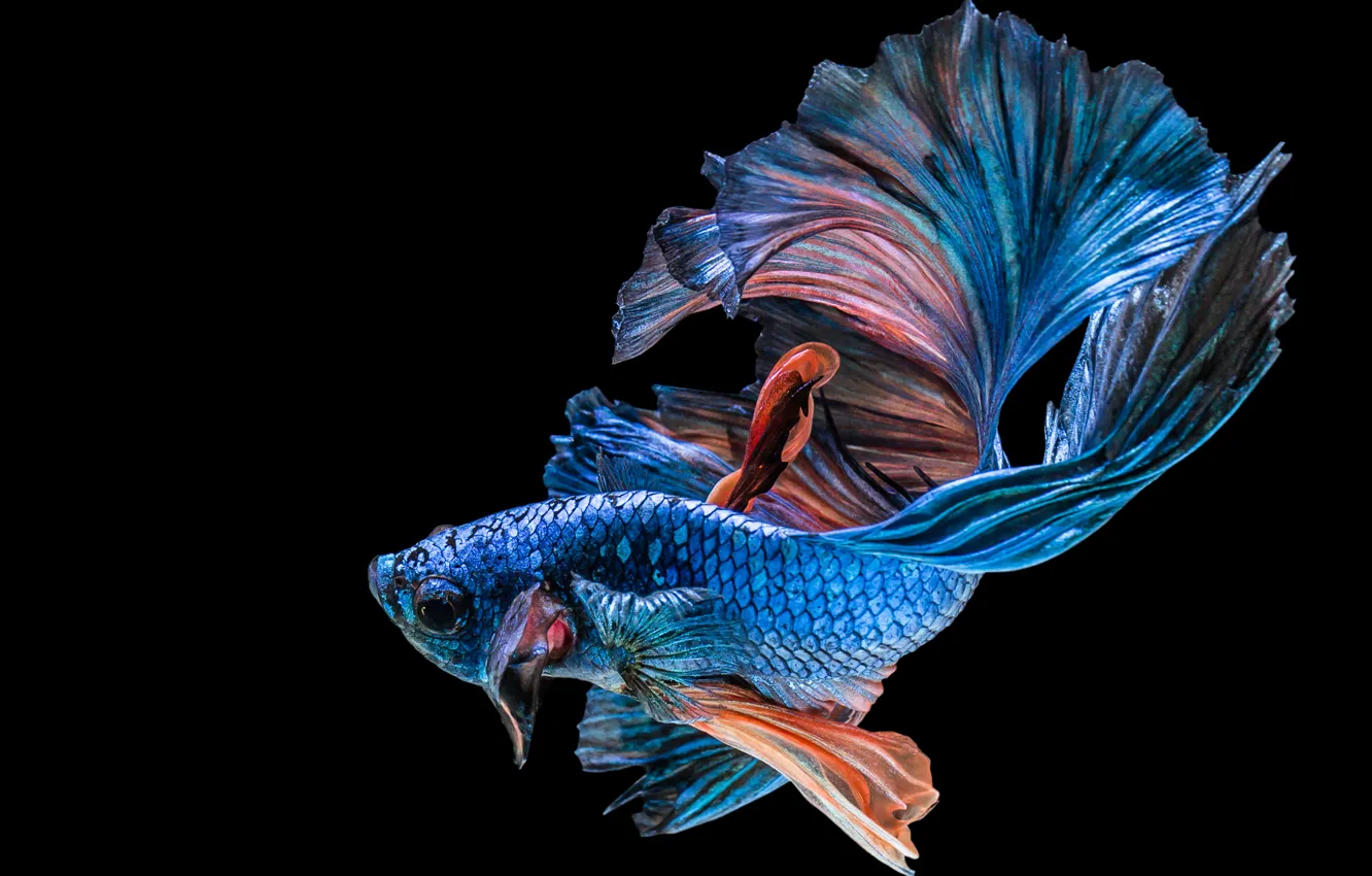 Photo wallpaper black, blue, fish