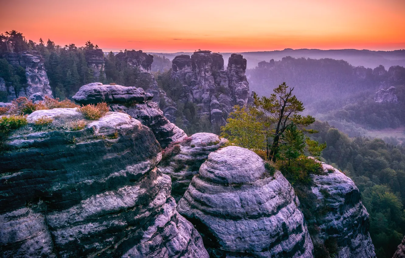 Photo wallpaper forest, trees, landscape, sunset, nature, rocks, Germany, Saxon Switzerland