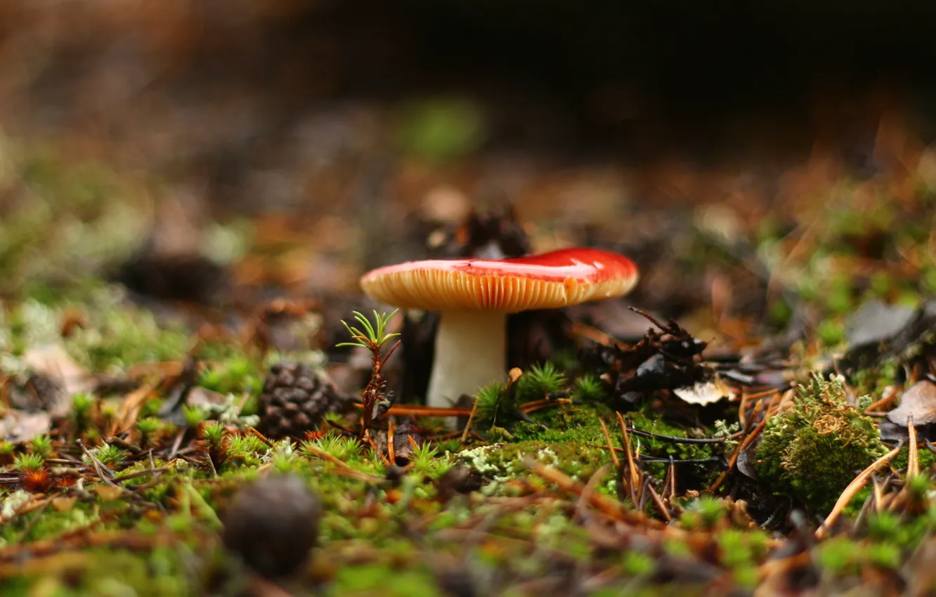Photo wallpaper forest, background, mushrooms, weed