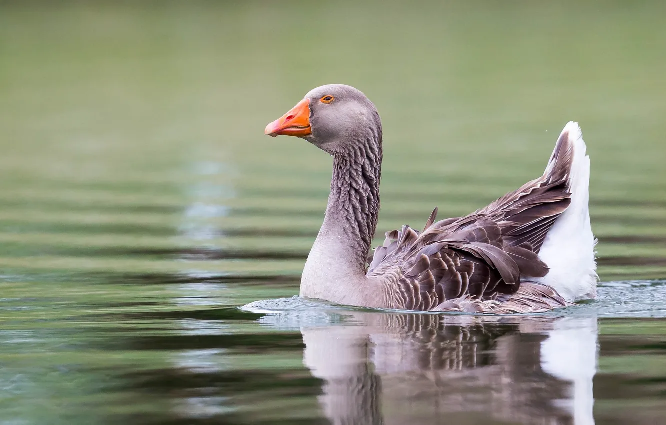 Photo wallpaper water, geese, important