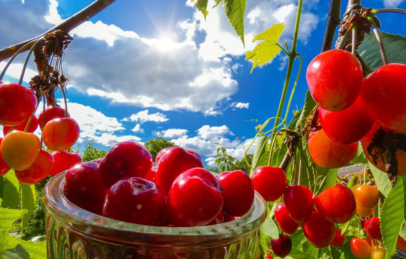 Photo wallpaper the sky, the sun, clouds, light, branches, red, berries, blue