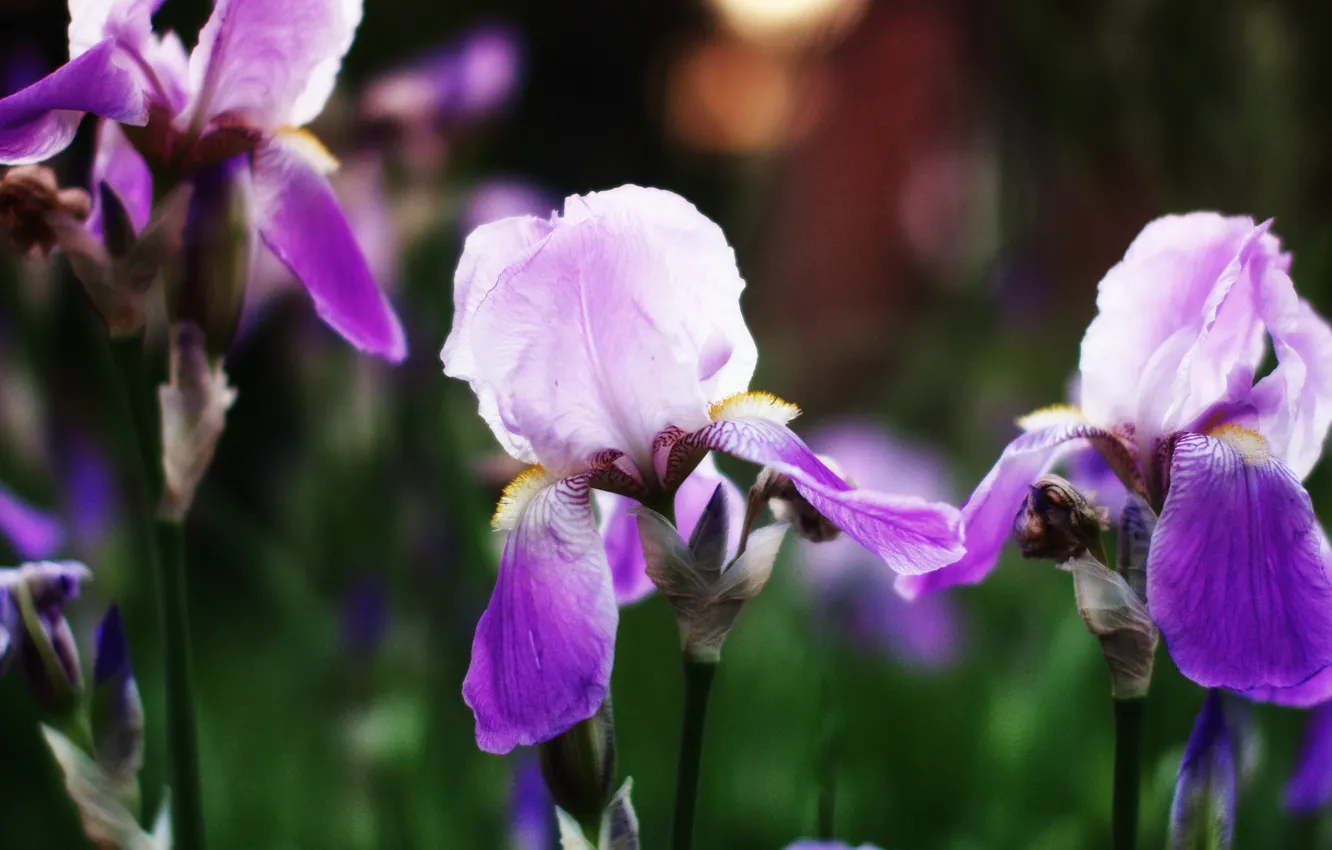 Photo wallpaper nature, petals, meadow, iris