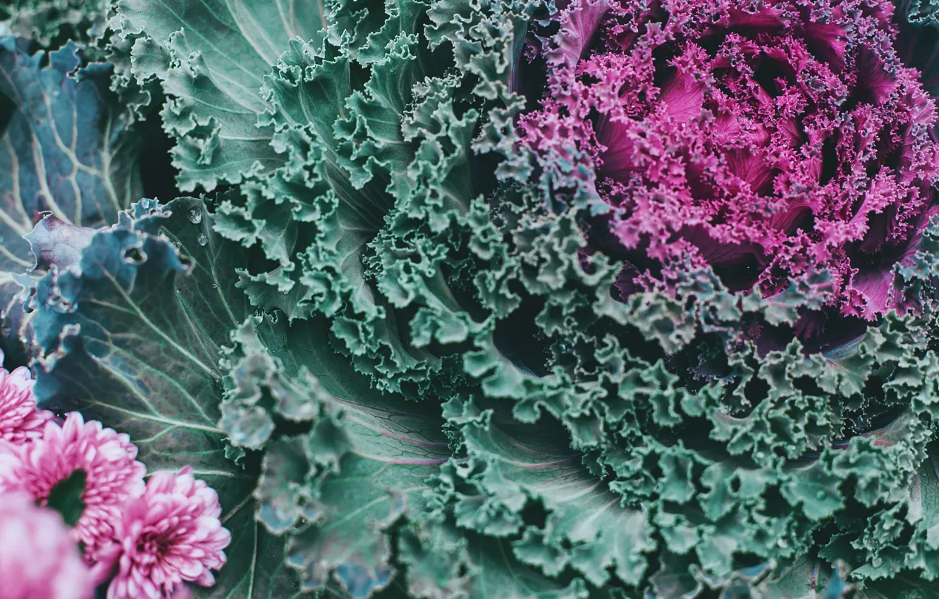 Photo wallpaper flowers, color, cabbage
