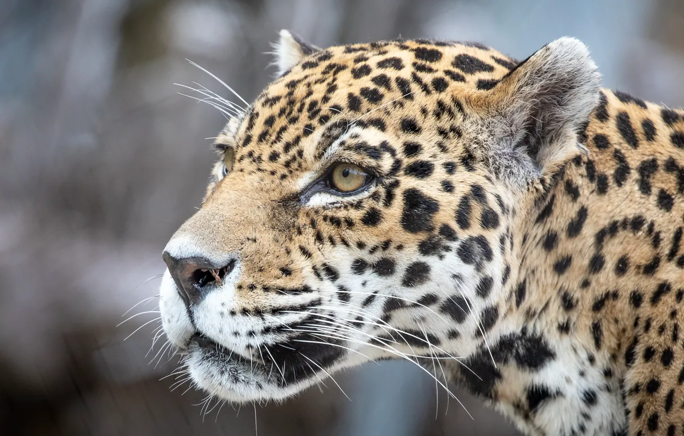 Photo wallpaper eyes, face, predator, Jaguar