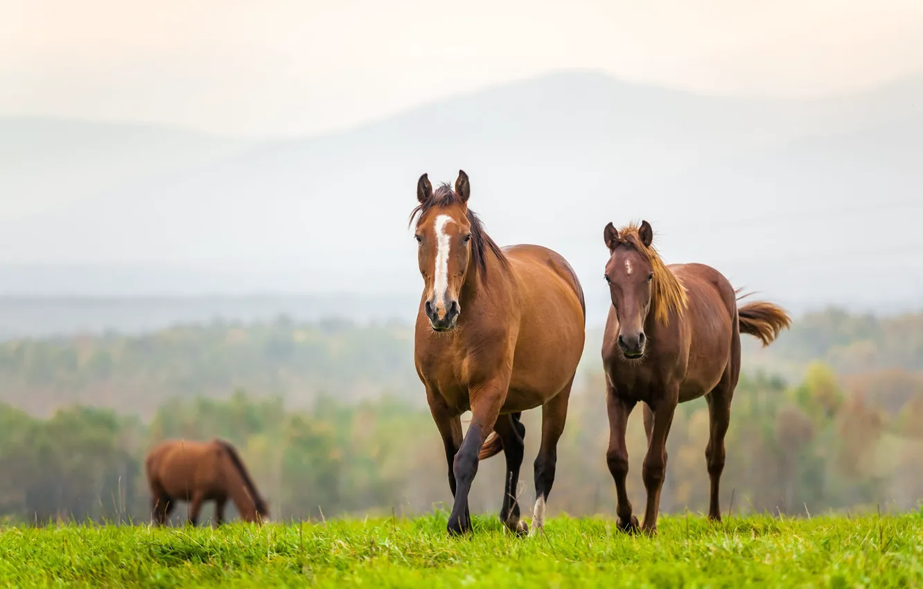 Photo wallpaper field, grass, mountains, nature, fog, horse, horse, walk
