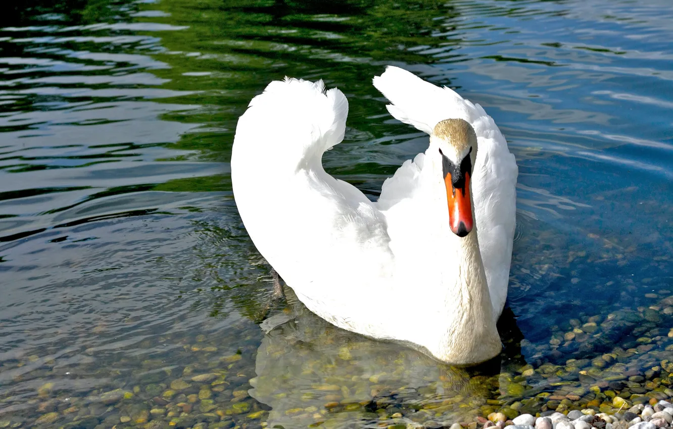Photo wallpaper white, light, pebbles, bird, swans, pond