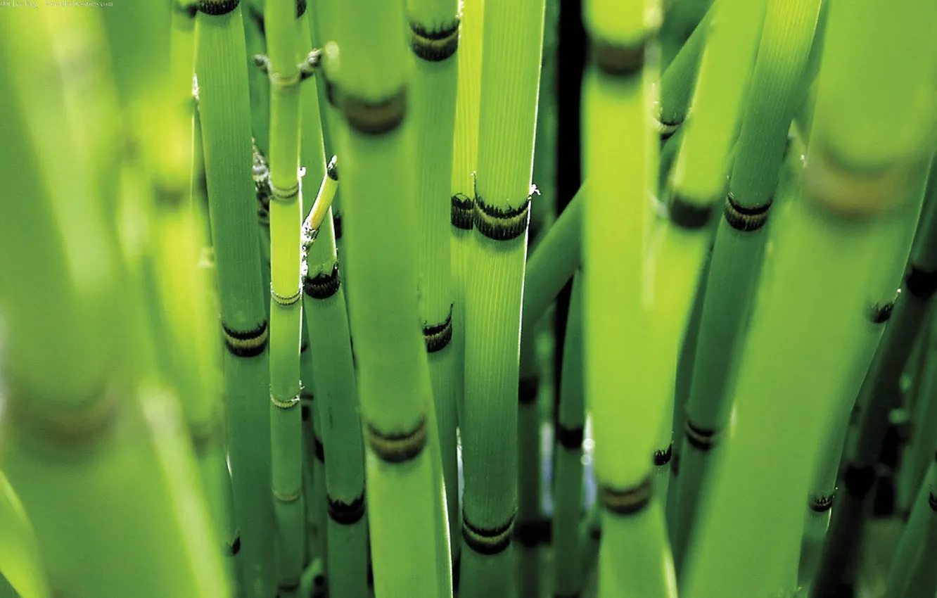 Photo wallpaper forest, bamboo, 1920x1200, green colour