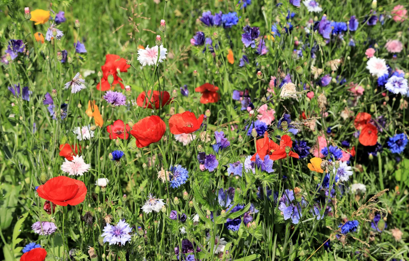Photo wallpaper field, summer, grass, flowers, glade, bright, Maki, meadow