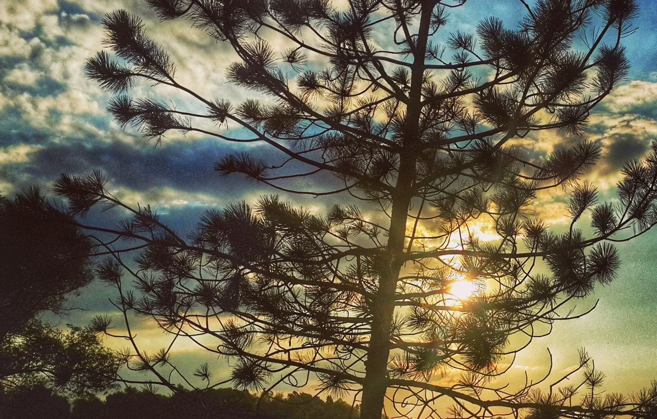 Photo wallpaper nature, tree, sun