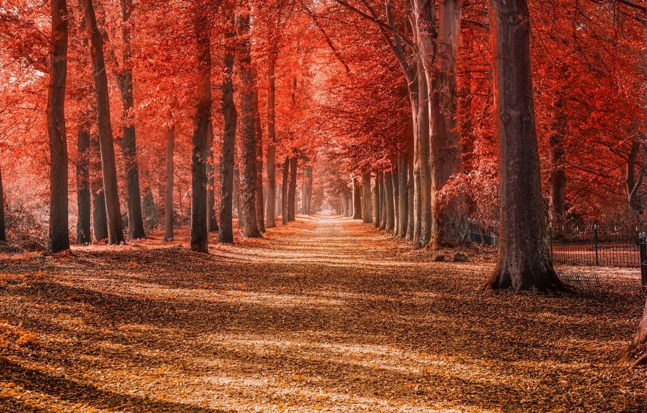 Photo wallpaper road, autumn, forest, leaves, light, trees, branches, Park