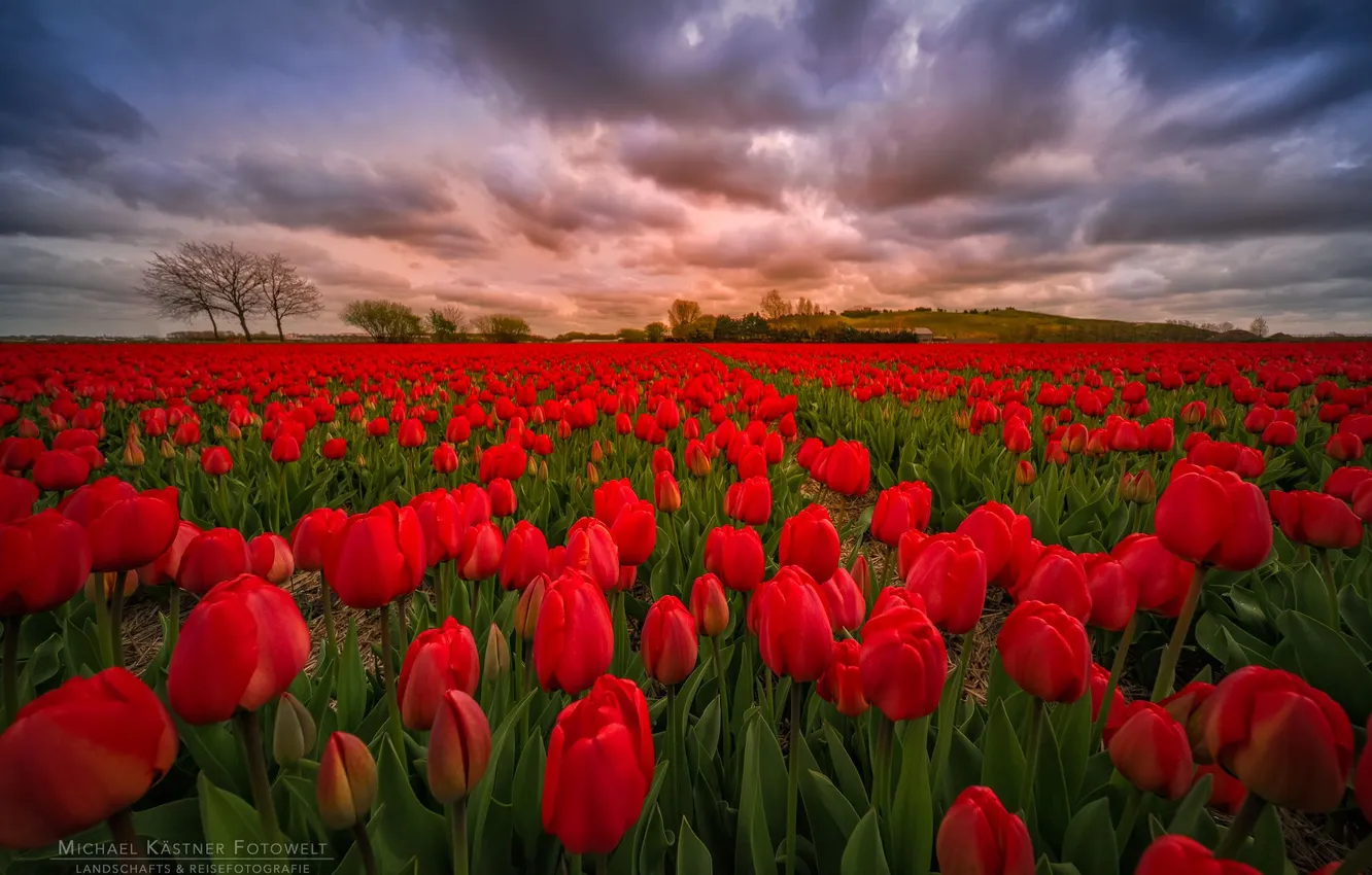 Photo wallpaper field, landscape, flowers, nature, tulips