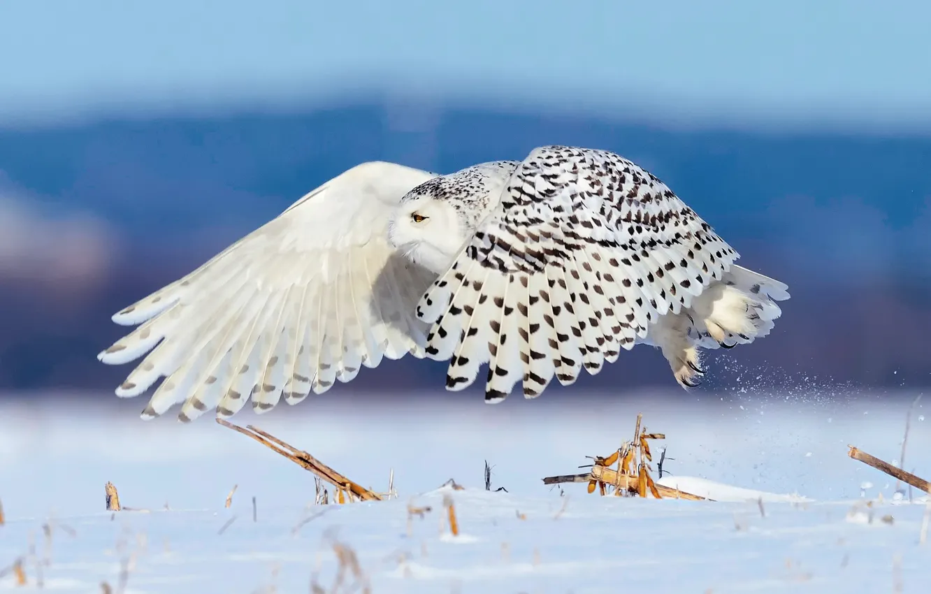 Photo wallpaper winter, snow, bird, flight, snowy owl