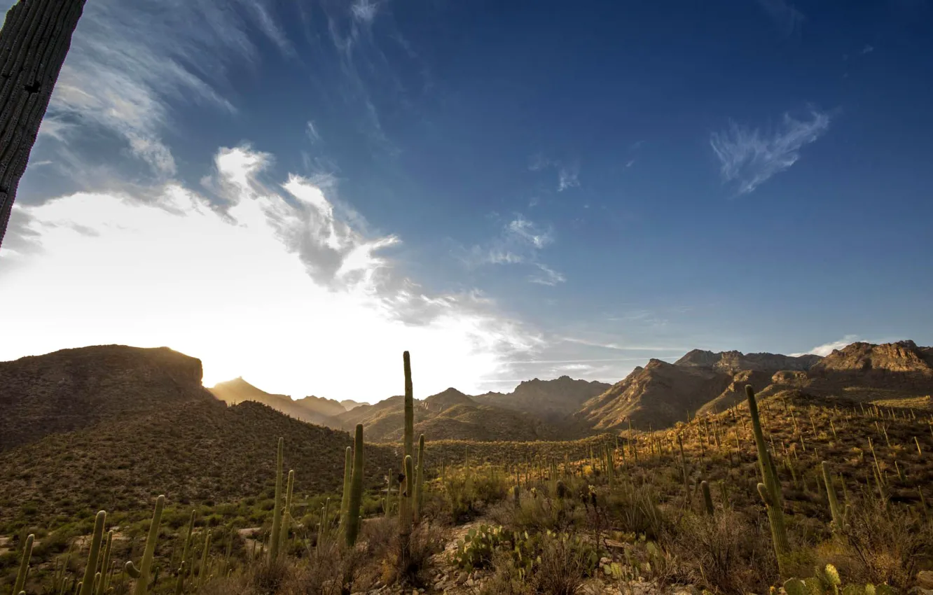 Photo wallpaper mountains, cactus, canyon, USA, Arizona, sabino canyon