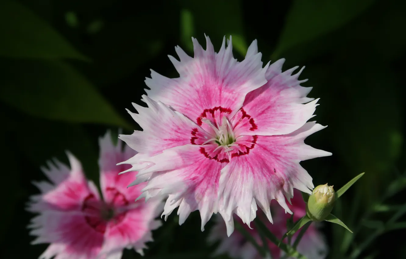Photo wallpaper macro, flowers, flowers, macro, on a dark background, clove, Carnations, on a dark background