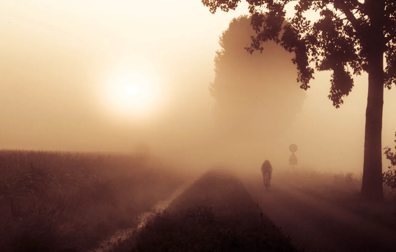 Photo wallpaper road, trees, fog, cyclist, haze, bike