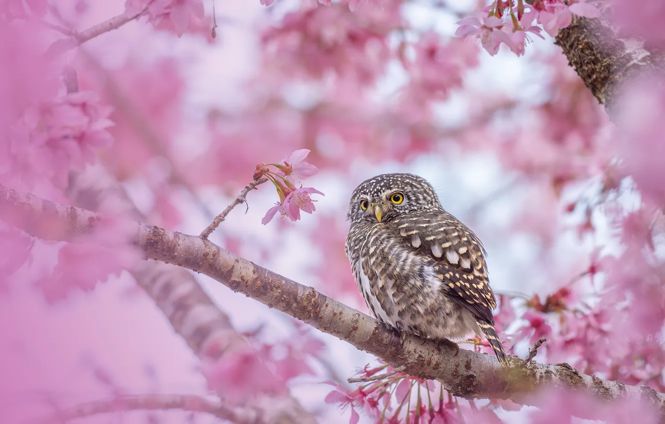 Photo wallpaper branches, cherry, owl, bird, Sakura, flowering, Pygmy owl